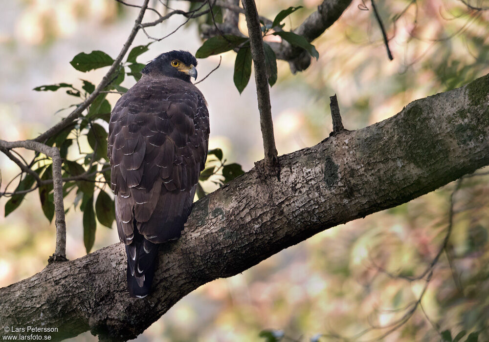 Crested Serpent Eagle