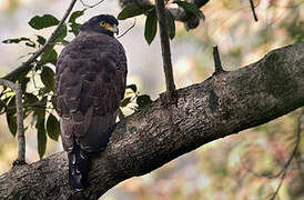 Crested Serpent Eagle