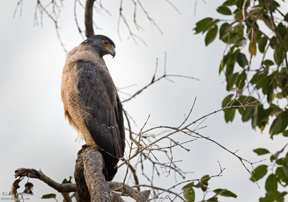 Crested Serpent Eagle