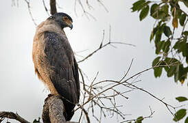 Crested Serpent Eagle