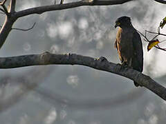 Crested Serpent Eagle