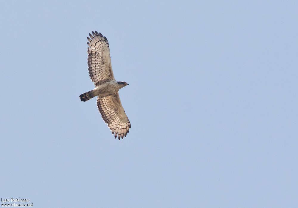 Crested Serpent Eaglejuvenile, Flight