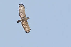 Crested Serpent Eagle