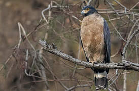 Crested Serpent Eagle