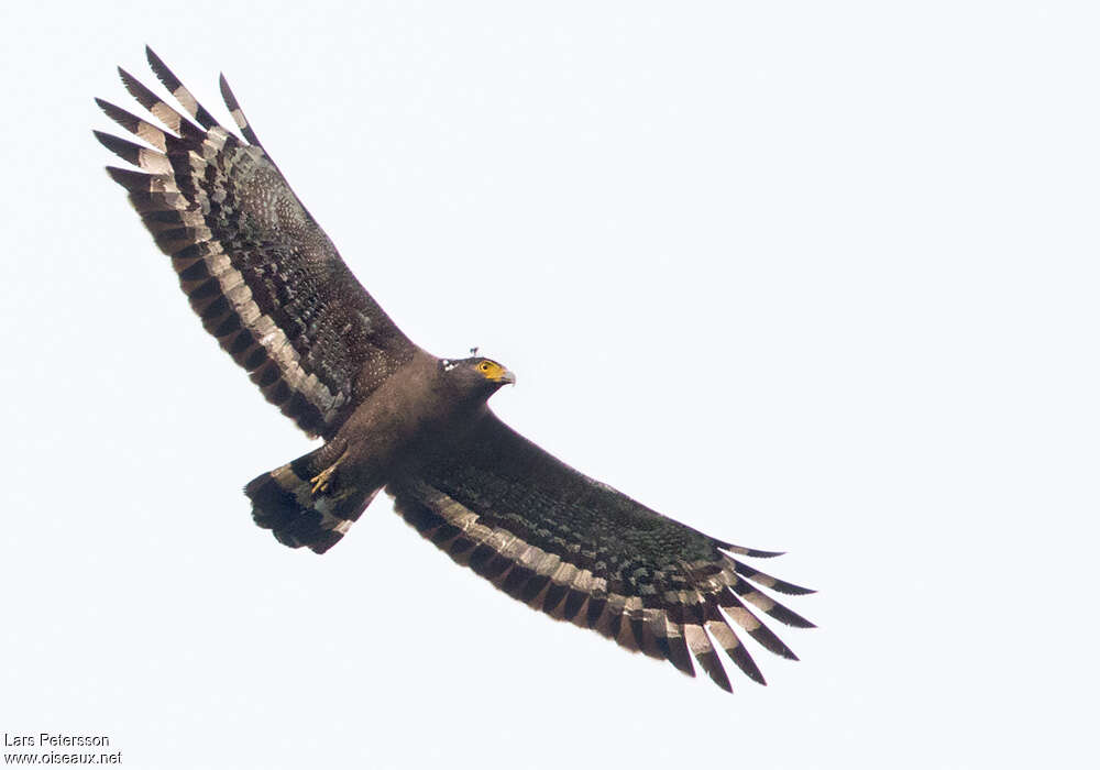 Crested Serpent Eagleadult, pigmentation, Flight