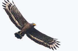 Crested Serpent Eagle