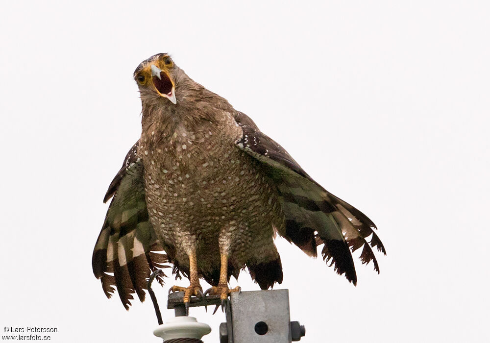 Crested Serpent Eagle