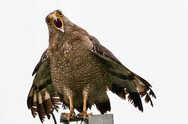 Crested Serpent Eagle