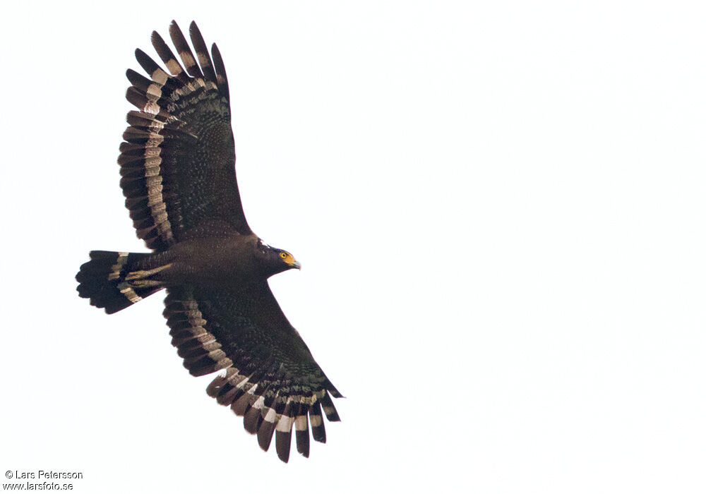 Crested Serpent Eagle