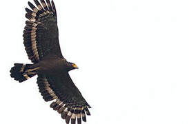 Crested Serpent Eagle