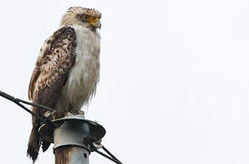 Crested Serpent Eagle