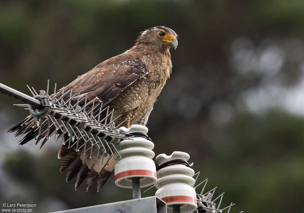 Crested Serpent Eagle