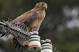 Crested Serpent Eagle