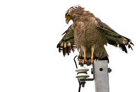 Crested Serpent Eagle