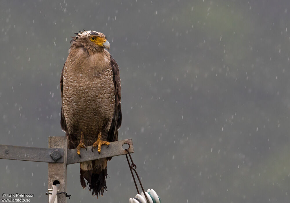 Crested Serpent Eagle