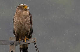 Crested Serpent Eagle