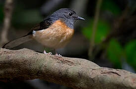 White-rumped Shama