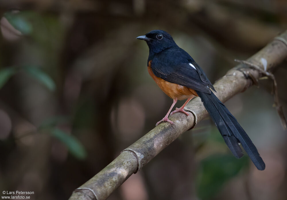 White-rumped Shama