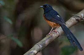 White-rumped Shama