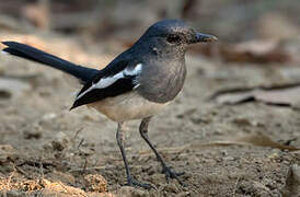 Oriental Magpie-Robin