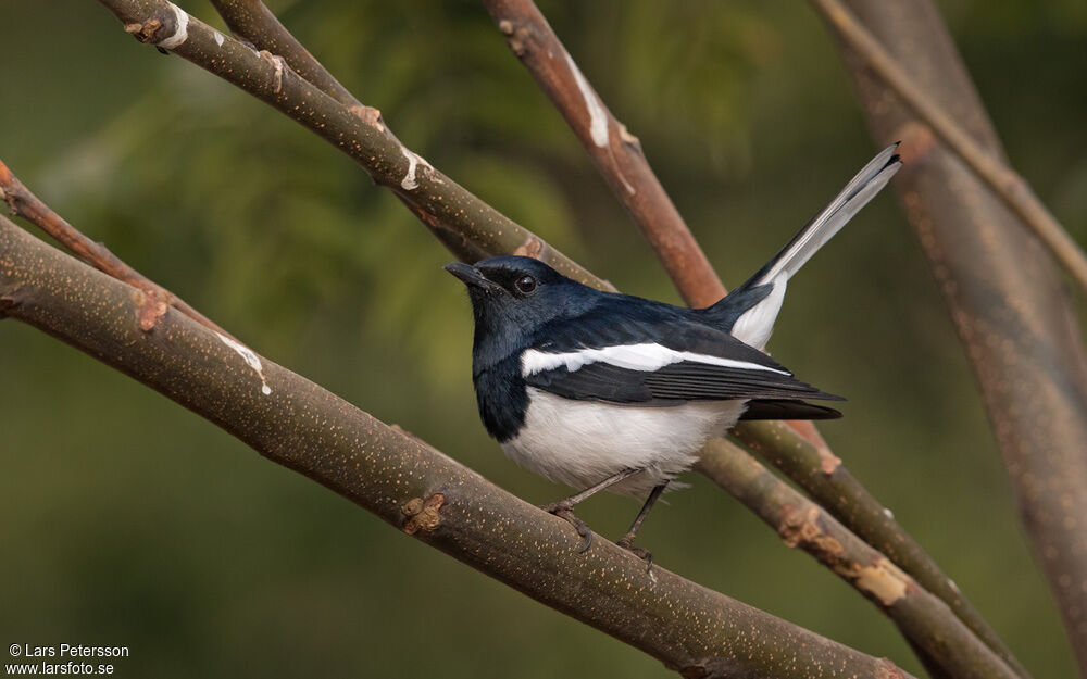 Oriental Magpie-Robin