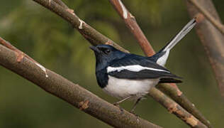 Oriental Magpie-Robin