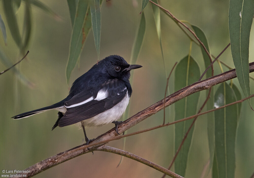 Oriental Magpie-Robin