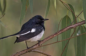 Oriental Magpie-Robin