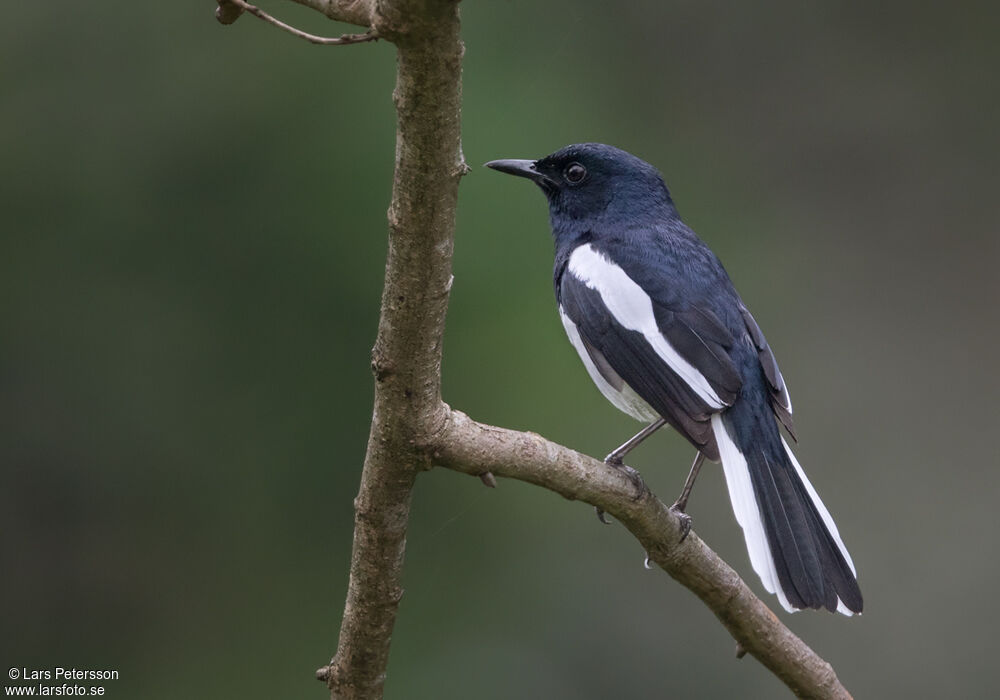 Oriental Magpie-Robin