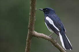 Oriental Magpie-Robin