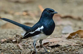 Oriental Magpie-Robin