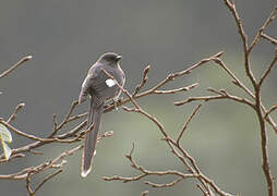 Long-tailed Sibia