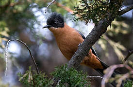 Rufous Sibia