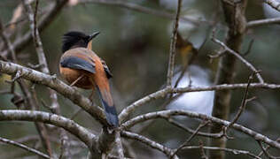 Rufous Sibia