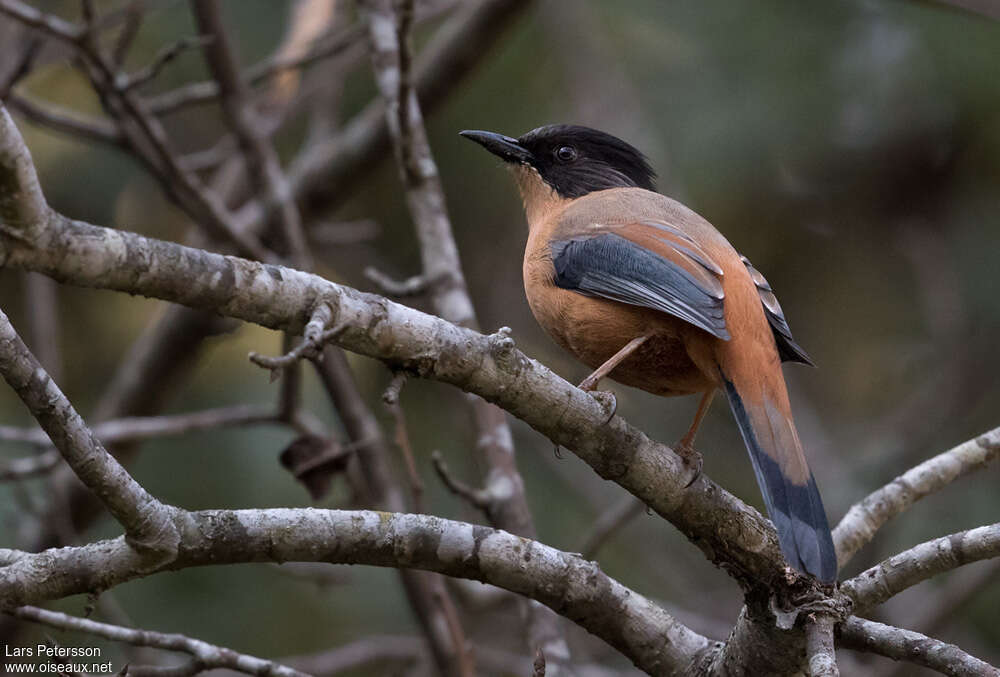 Rufous Sibiaadult