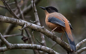 Rufous Sibia