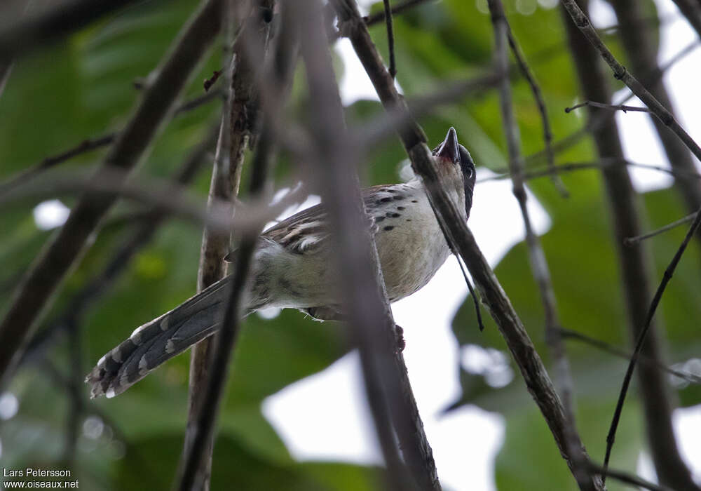 Grey-crowned Crociasadult, identification