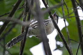 Grey-crowned Crocias