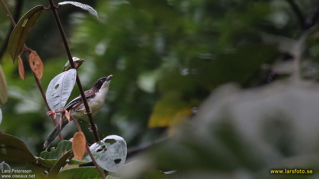 Sibia tachetéeadulte, identification