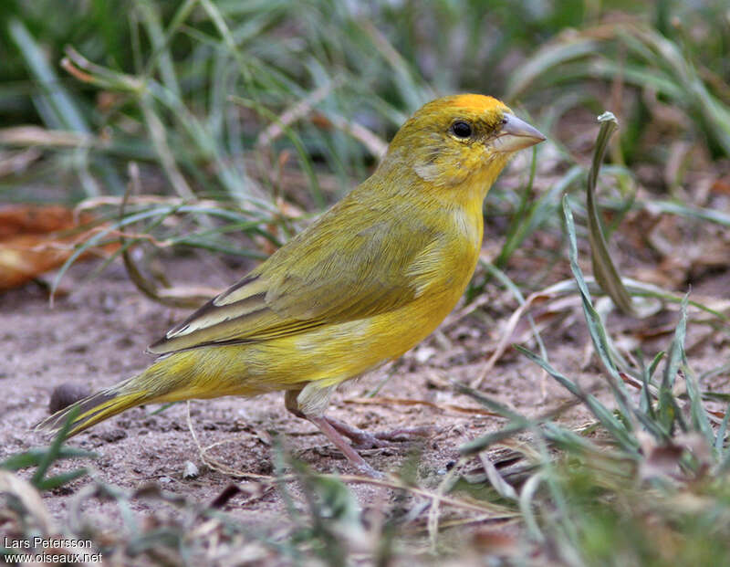 Orange-fronted Yellow Finch male subadult, identification