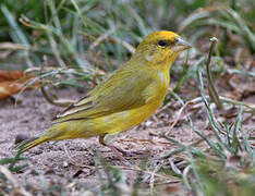 Orange-fronted Yellow Finch