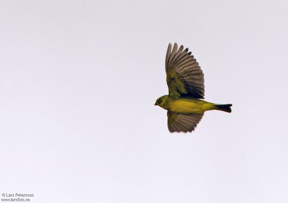 Bright-rumped Yellow Finch