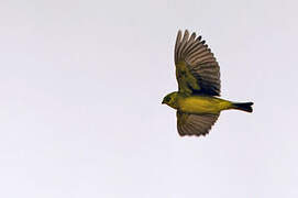 Bright-rumped Yellow Finch