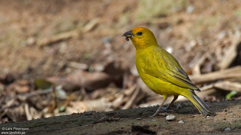 Saffron Finch