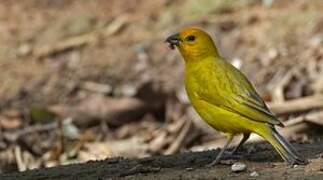 Saffron Finch