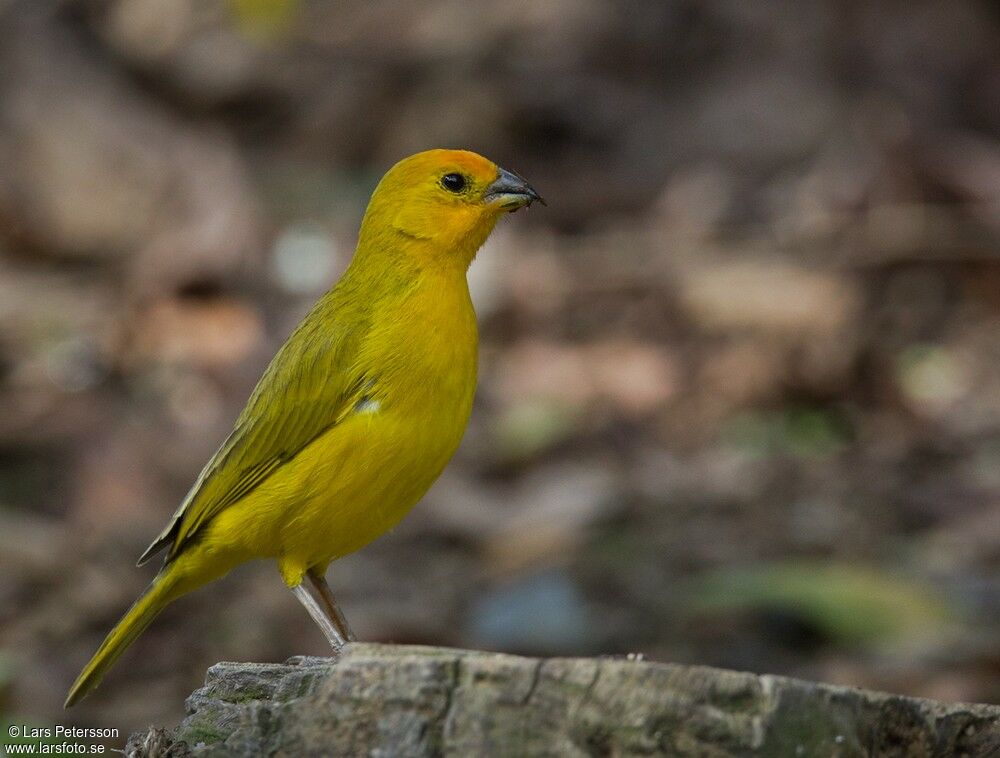 Saffron Finch