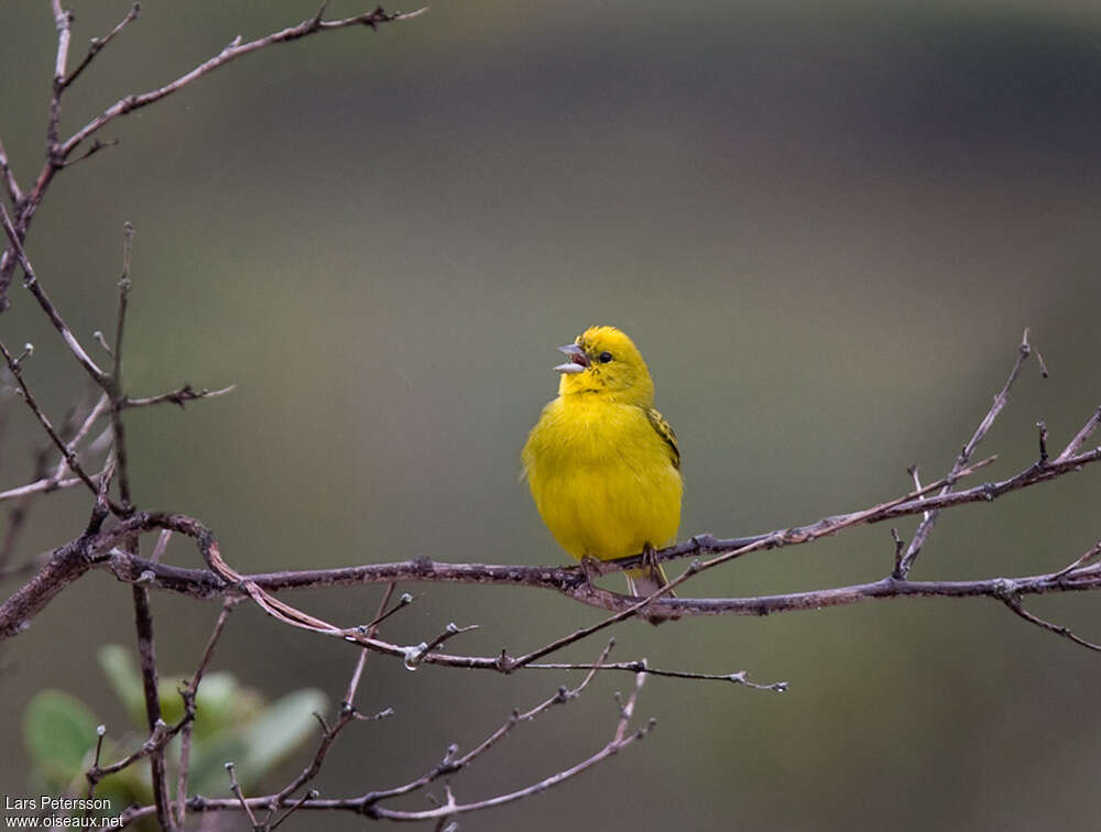 Stripe-tailed Yellow Finch male adult, identification