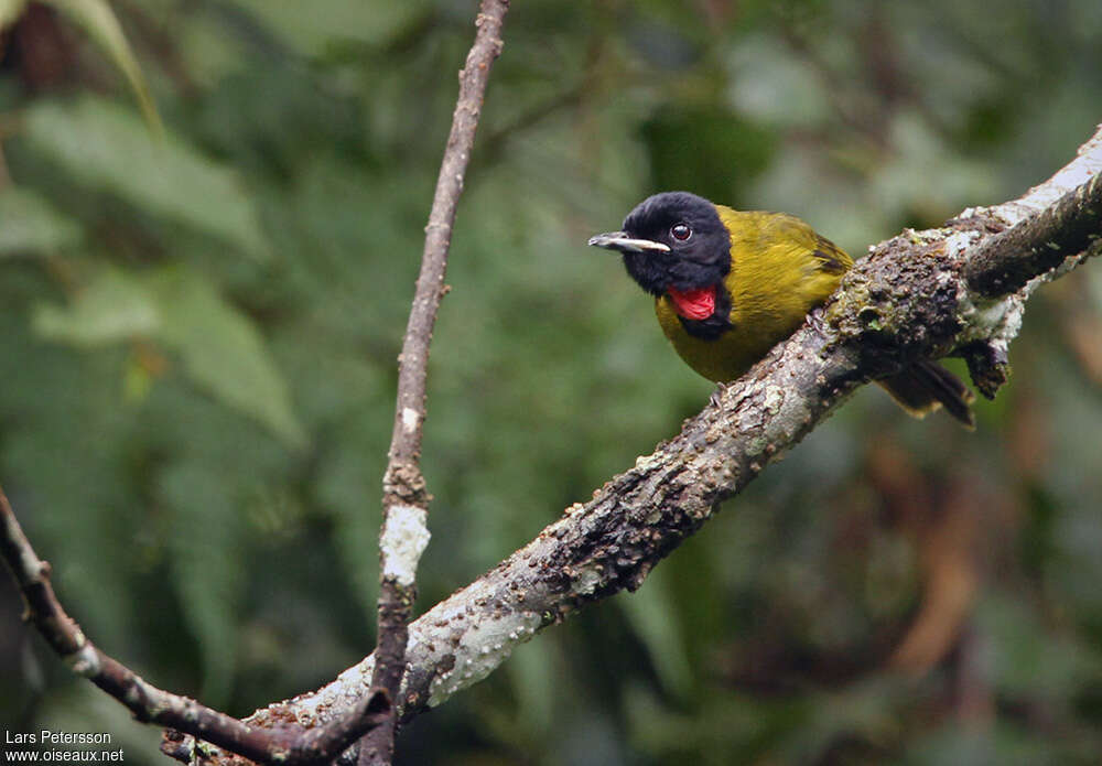 Bare-throated Whistler male adult, close-up portrait