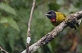 Bare-throated Whistler