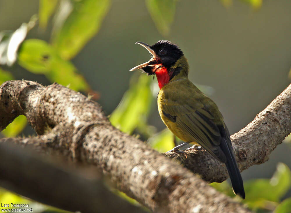 Bare-throated Whistler male adult, identification